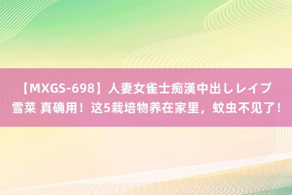 【MXGS-698】人妻女雀士痴漢中出しレイプ 雪菜 真确用！这5栽培物养在家里，蚊虫不见了！